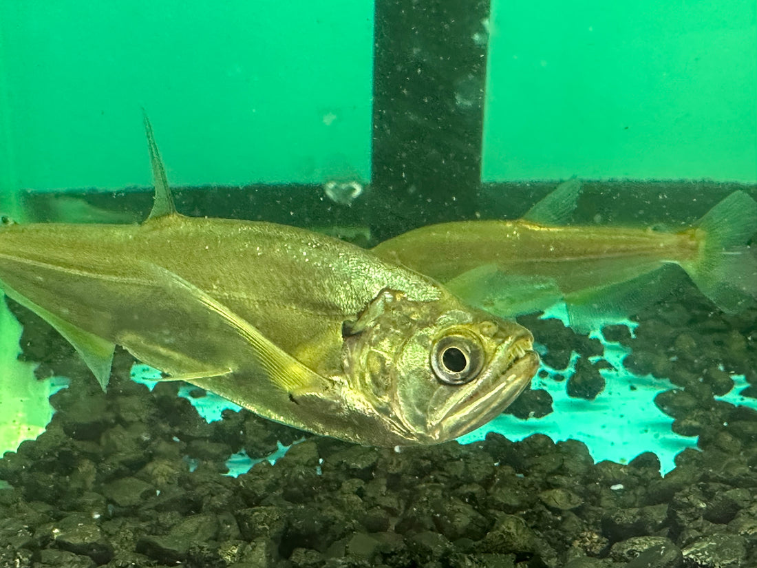 Scombie Vampire Fish (2.5”)