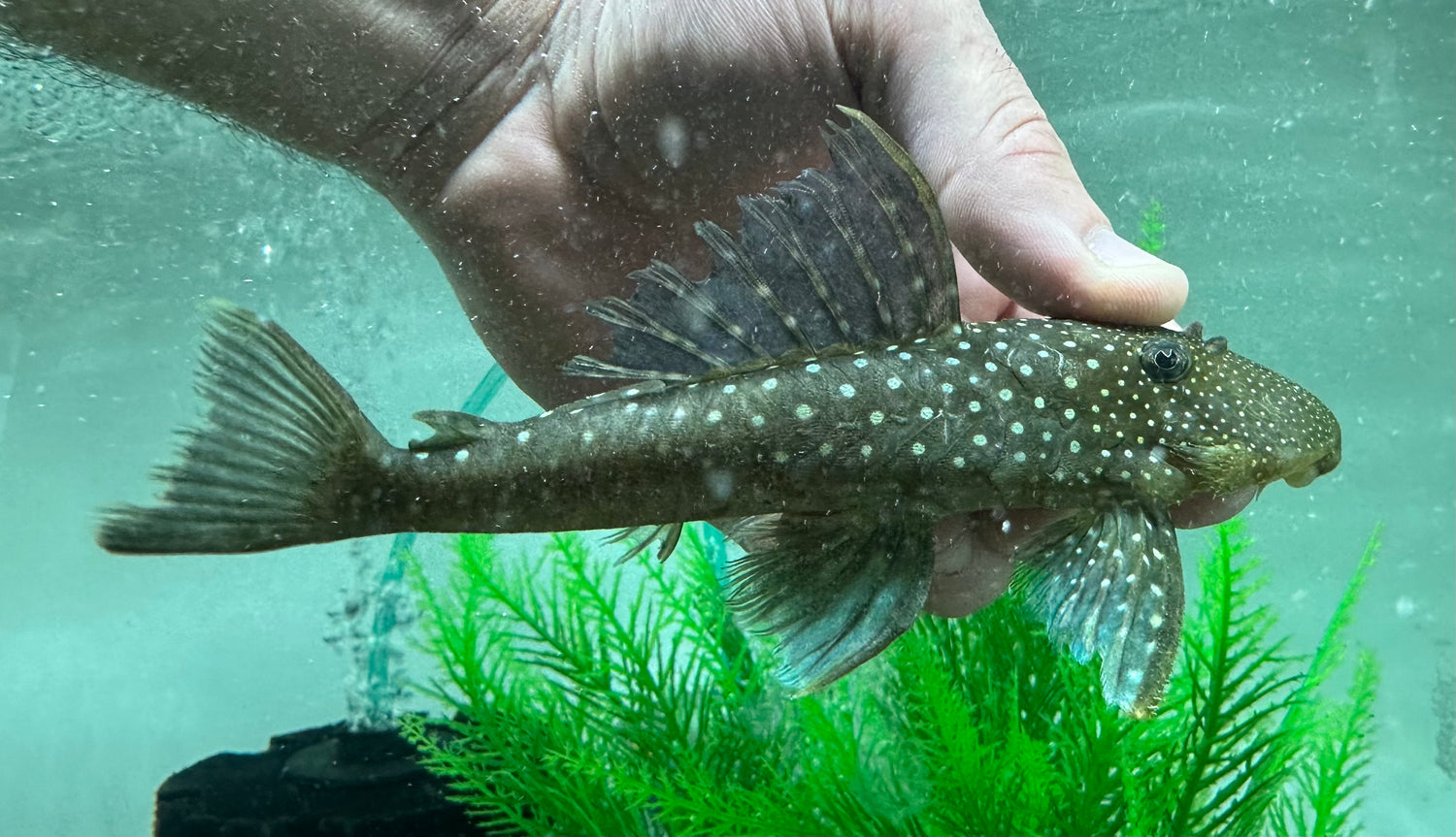 XL L128 Blue Phantom Pleco (5-6”)