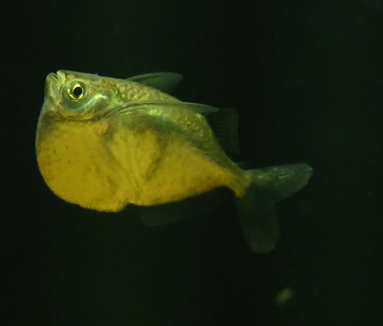 Silver Hatchetfish (1.5-1.75”)