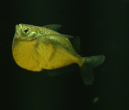 Silver Hatchetfish (1.5-1.75”)