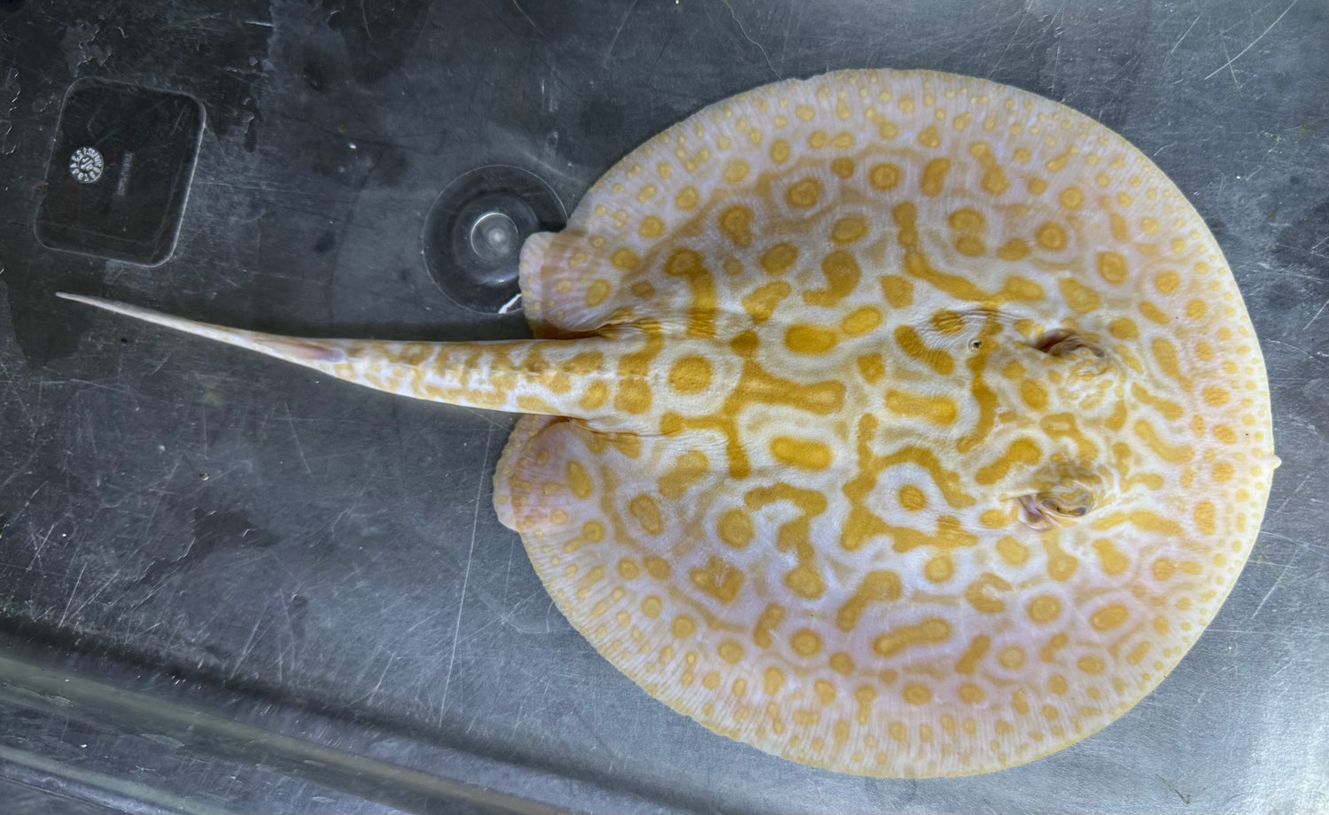 Albino “Red Lucy” Pearl Hybrid Stingray (Male 6”)