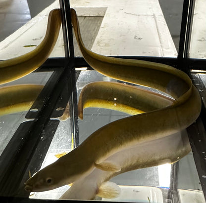 American Eel (8-9”)