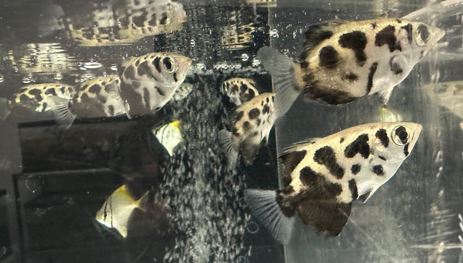 Clouded Archerfish (2-2.5”)