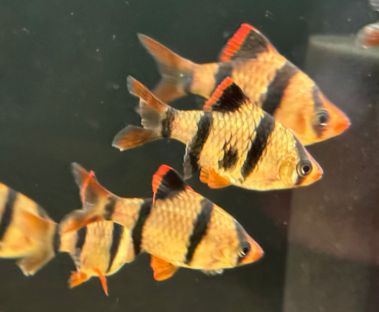 Tiger Barb (1.25-1.5”)