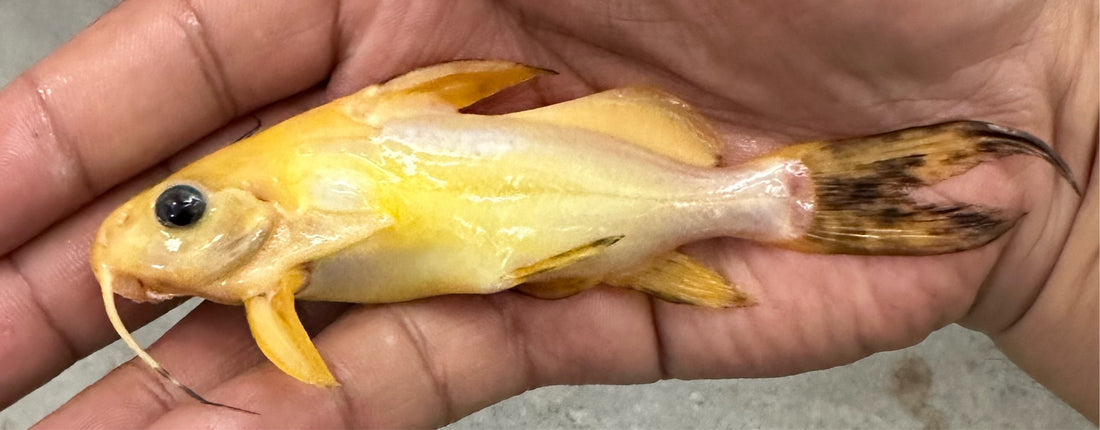 Gold Nigrita Syno (4-4.5”)