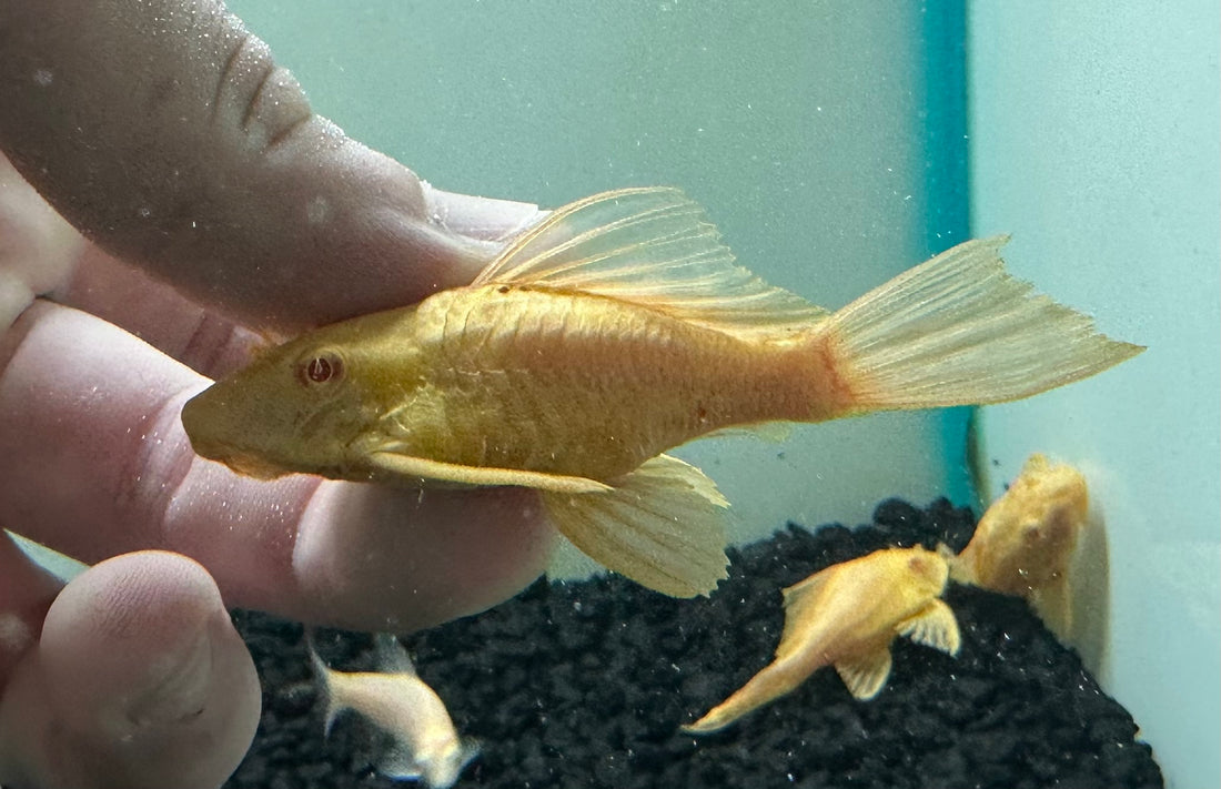 Shortbody Albino Gibbiceps Pleco (2.5”)