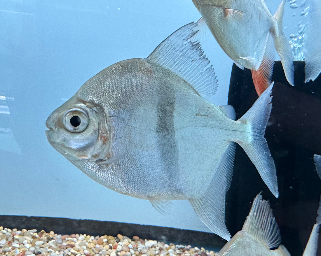 Black Bar Silver Dollar (4”)