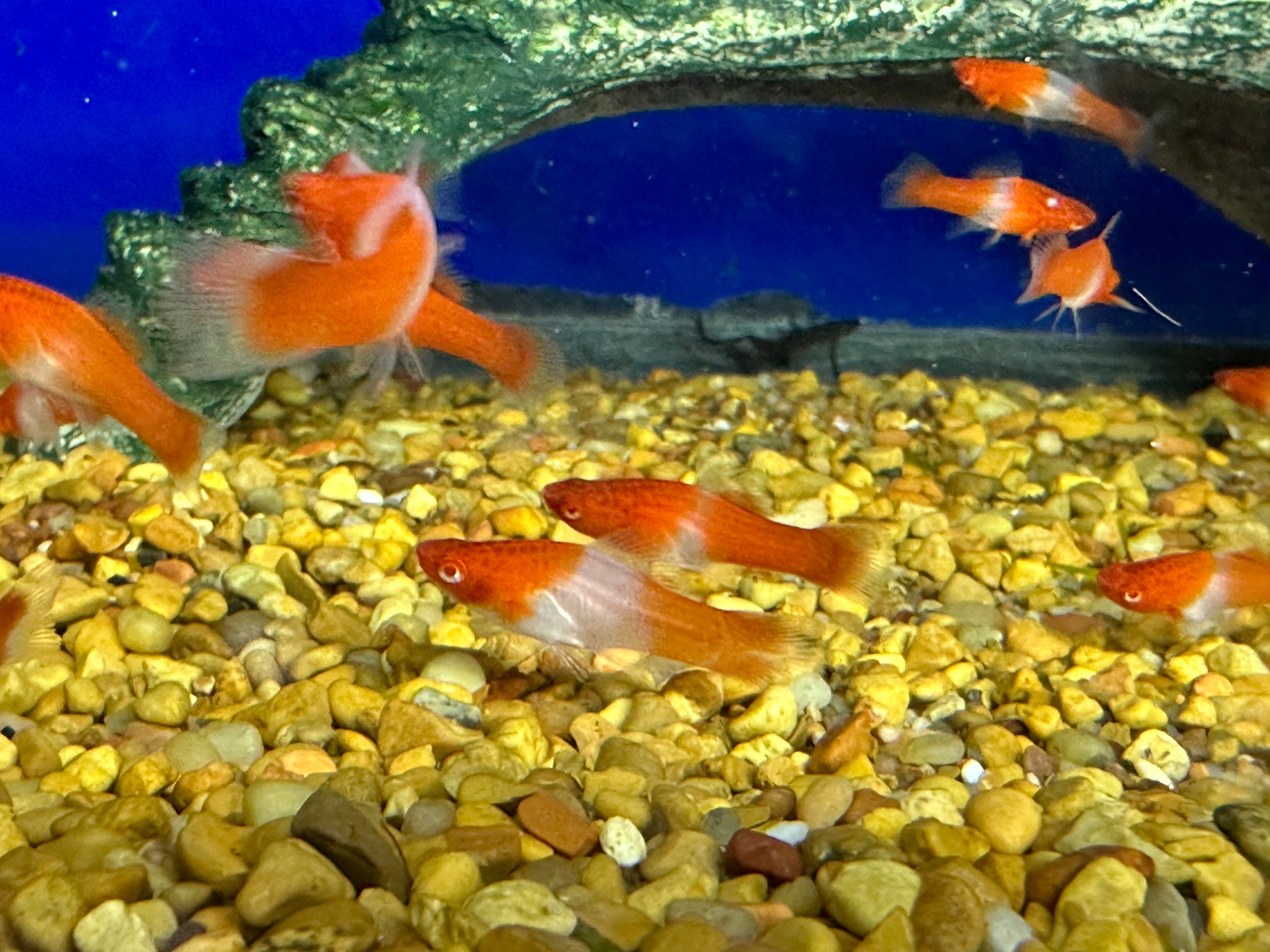 Red/White Swordtail (1.5”)