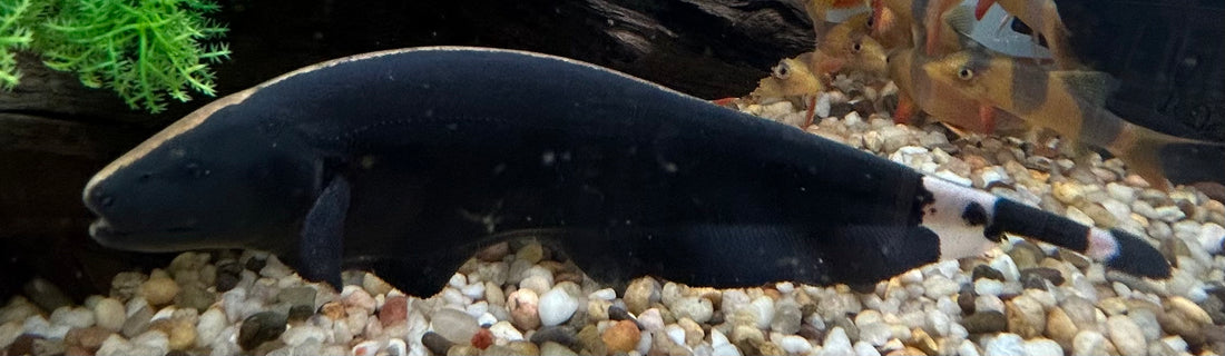 Black Ghost Knifefish (8-9”)