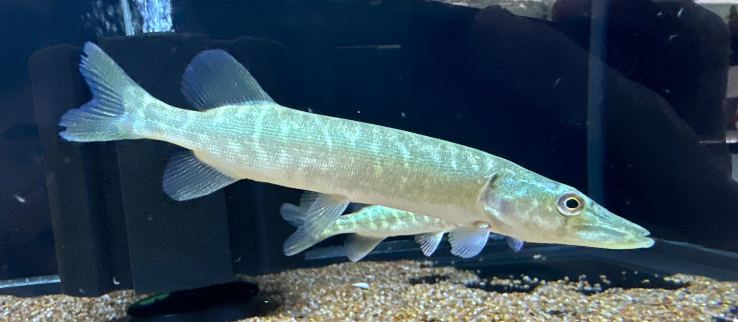 Northern Pike (4.5-5”)