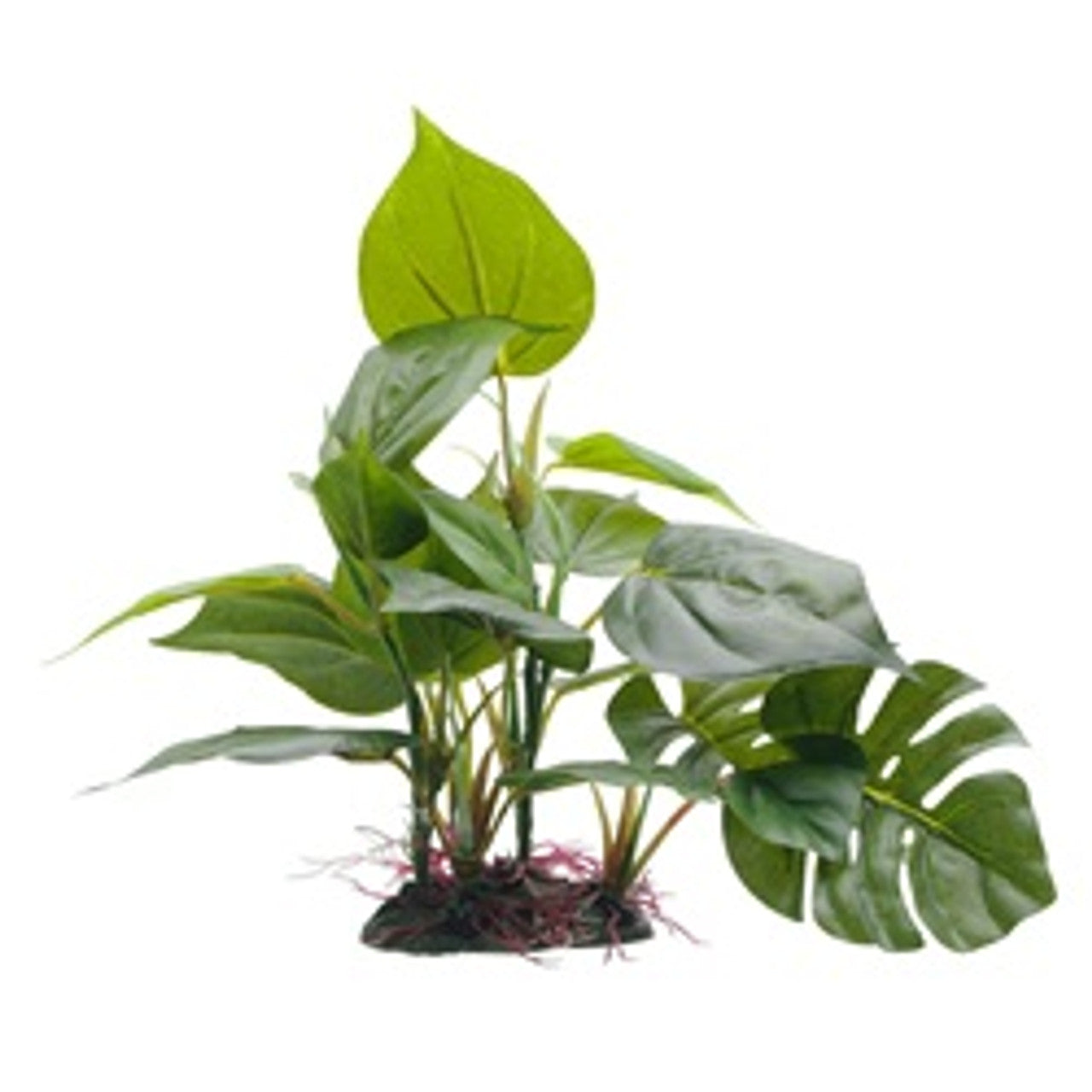 Fluval Decorative Plants-Anubias with Base (8”)