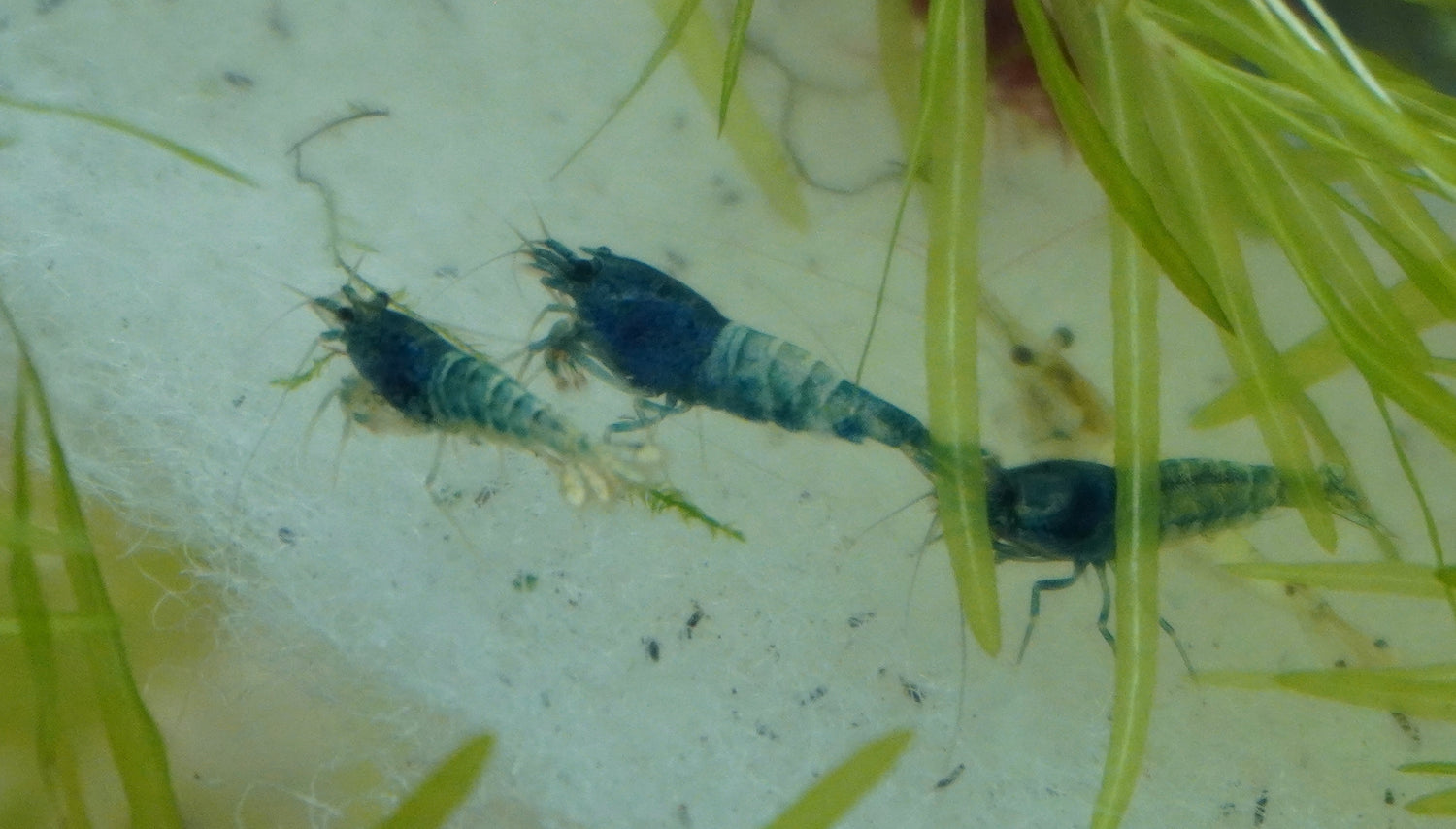 Blue Bolt Cardinia Shrimp (.75-1”)