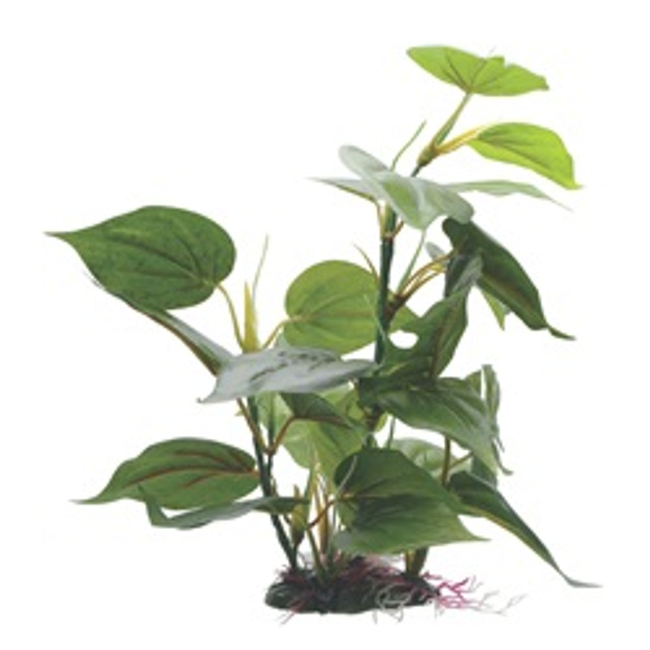 Fluval Decorative Plants-Anubias With Base (12”)