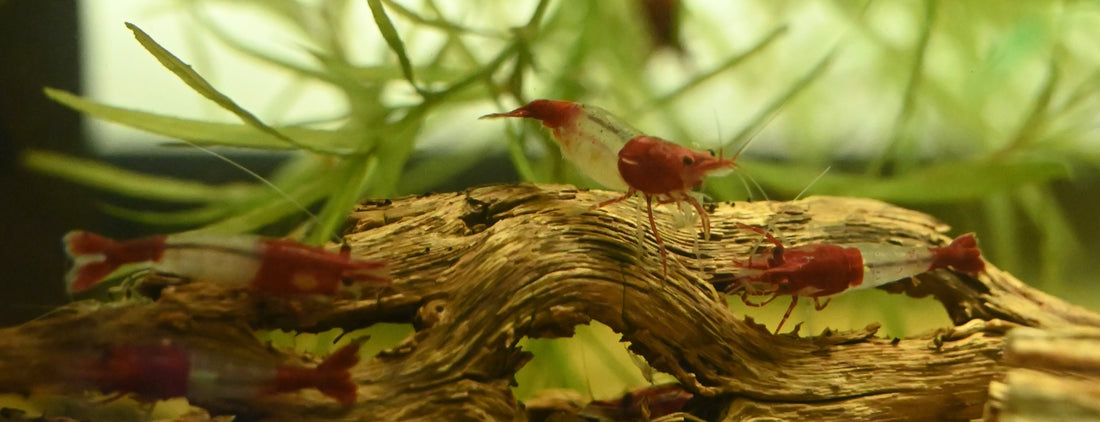 Red Rili Shrimp (.75-1”)