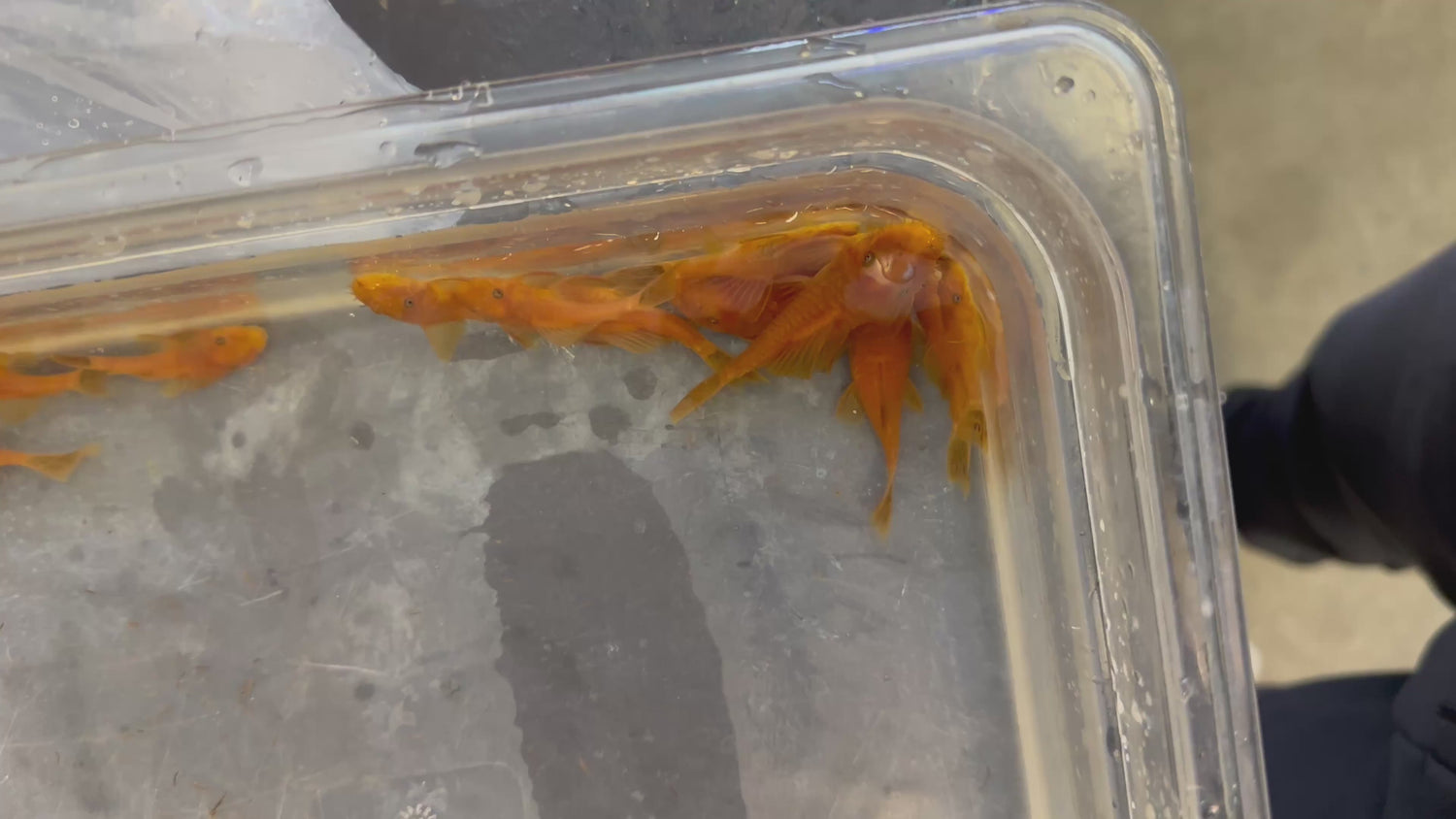 Medium Super Red Bushynose Pleco (2.25-2.75”)