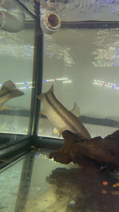 XL Gold Wolf (9-10”)