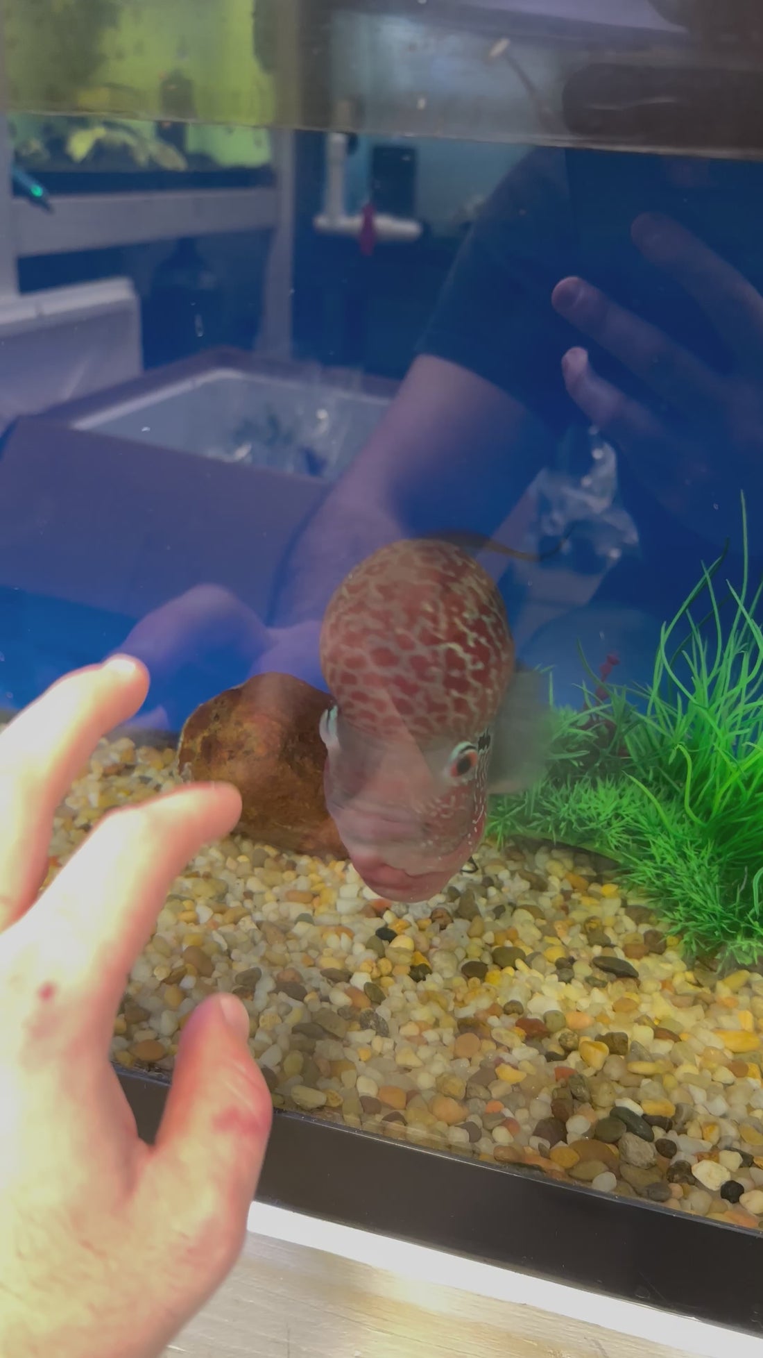 XL Red Dragon Flowerhorn (6-7”+)