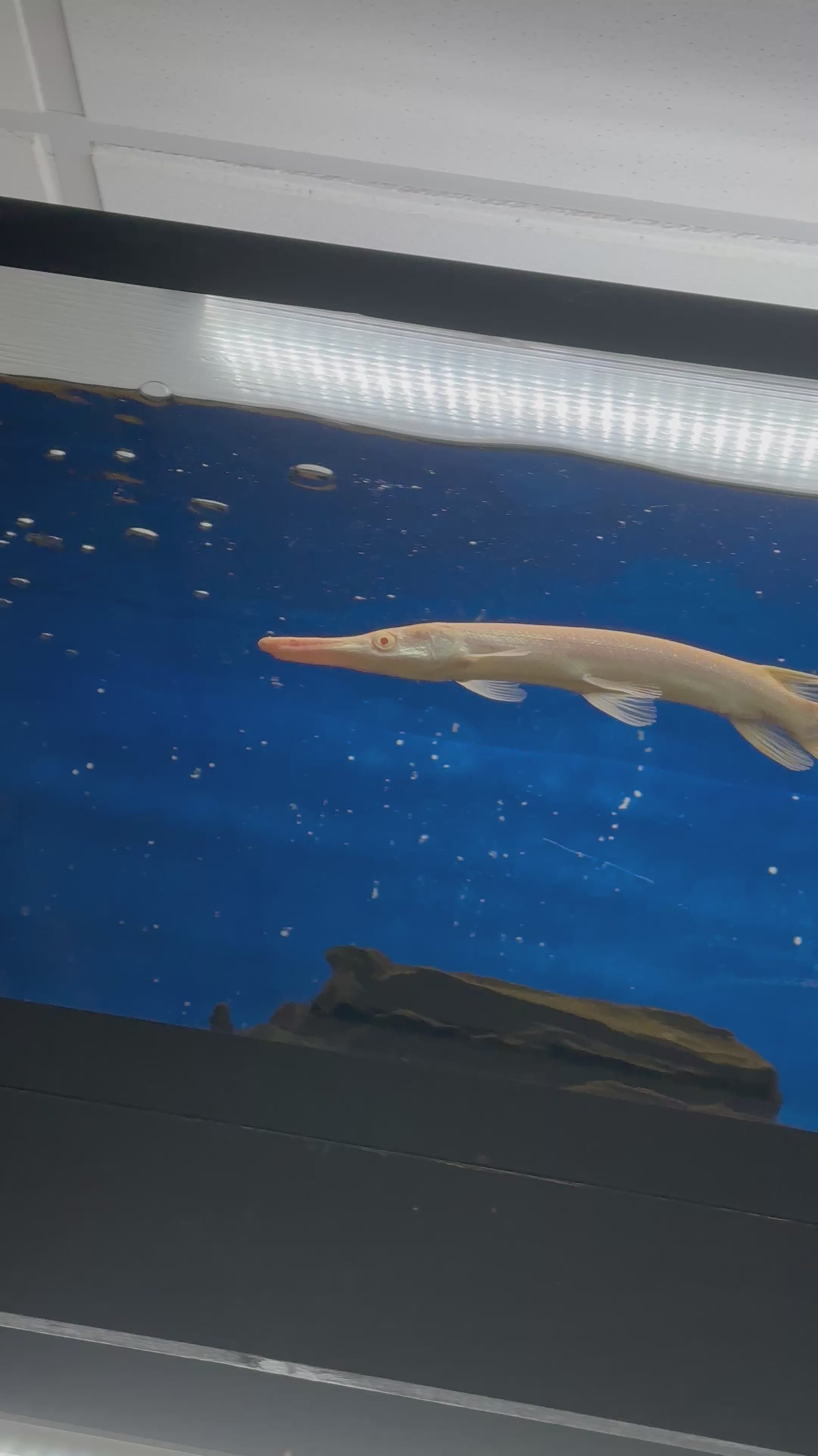 Albino Alligator Gar (11-12”)