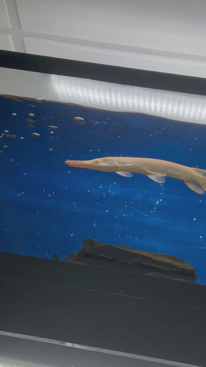 Albino Alligator Gar (11-12”)