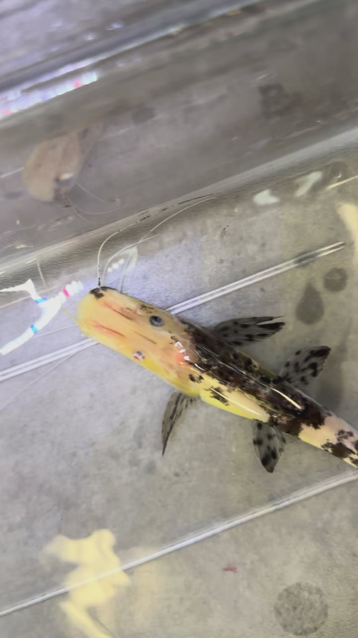 Albino Marble Tiger Shovelnose Catfish (6.5-7”) *1 Black and 1 Red Eye*