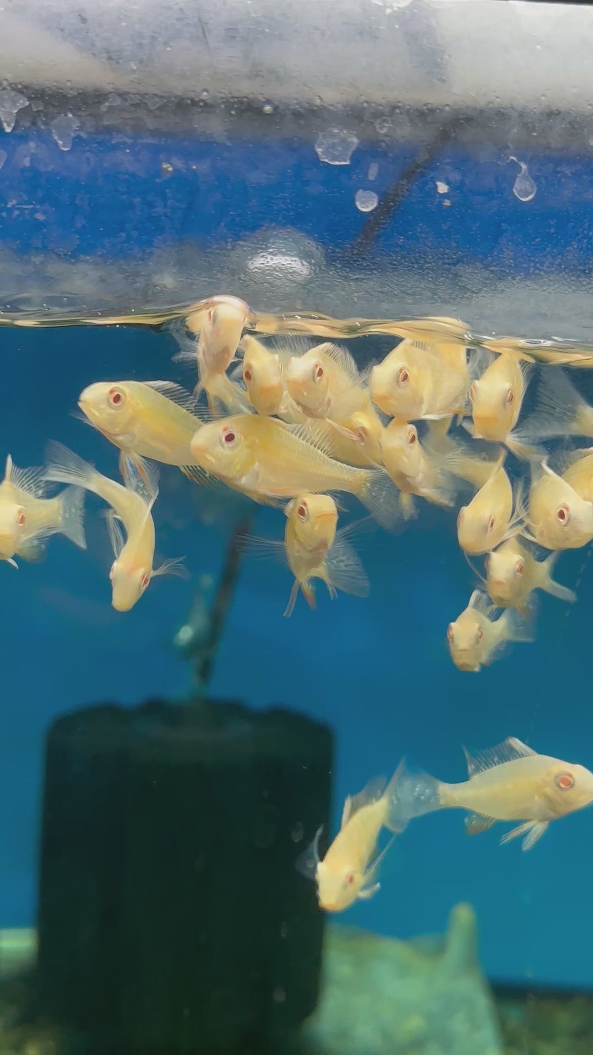 Albino Heckelii Geophagus  Cichlid (2”)