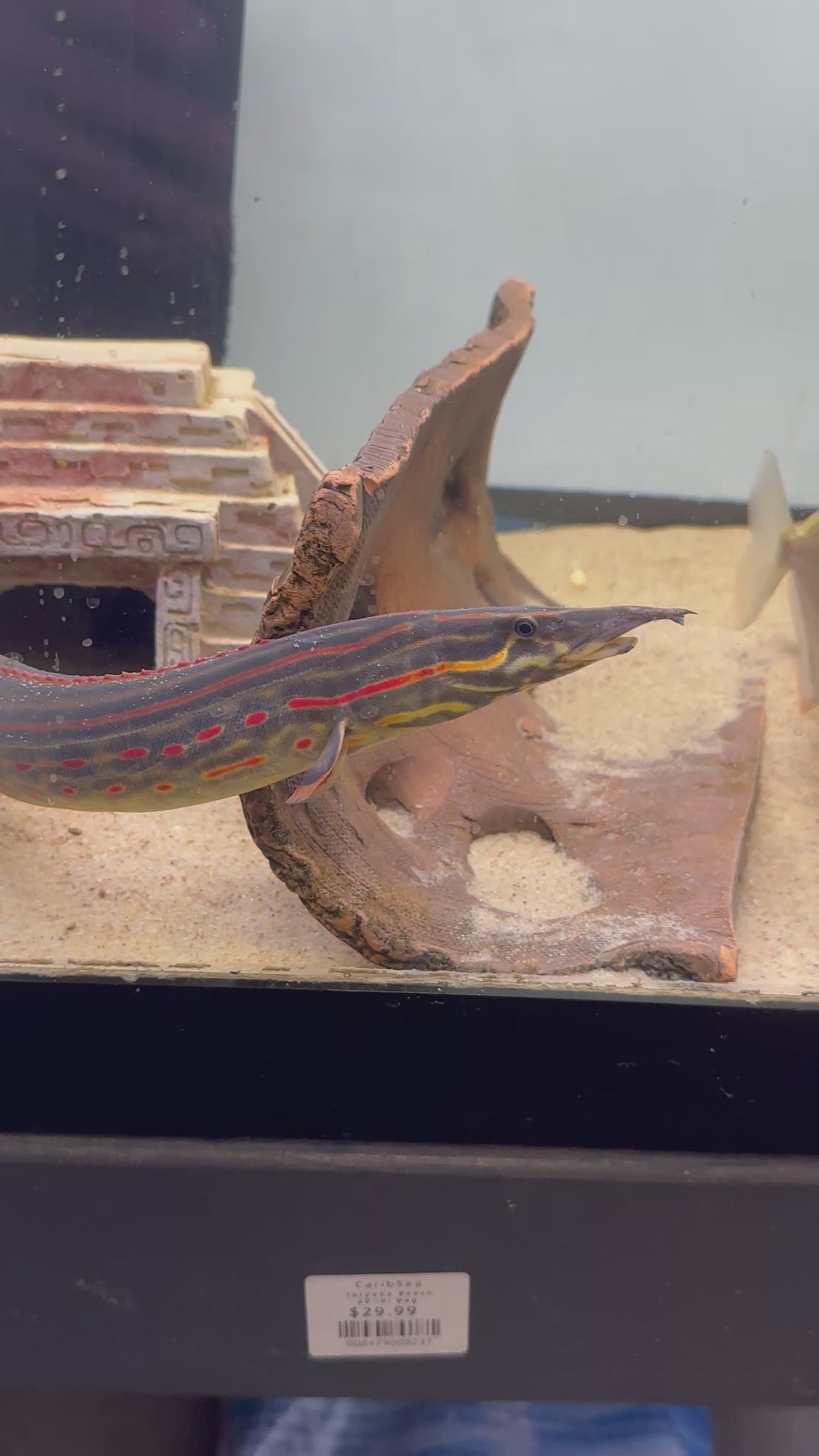 XL Fire Eel (16-18”)