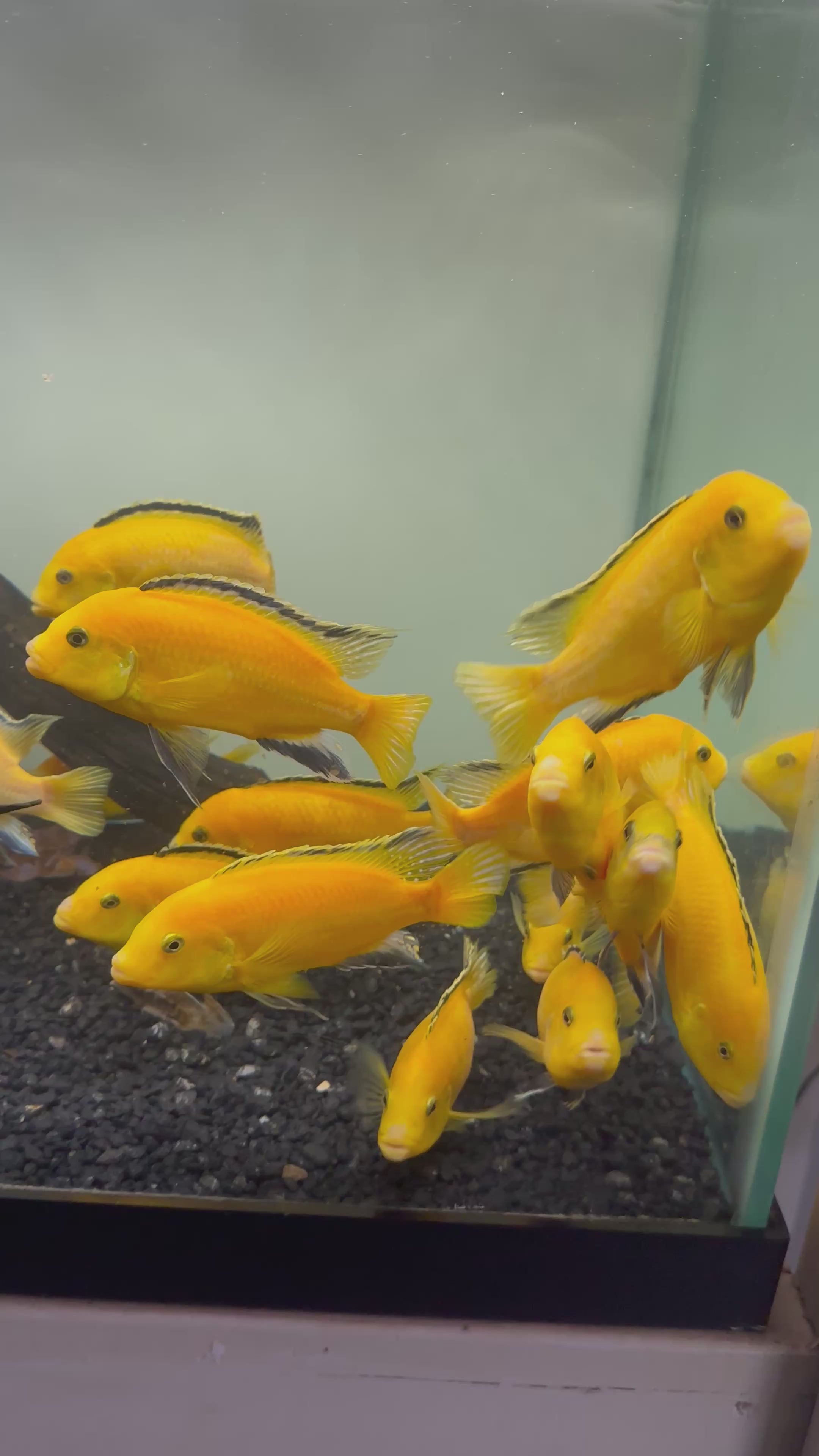 XL Yellow Lab Cichlid (5”+)