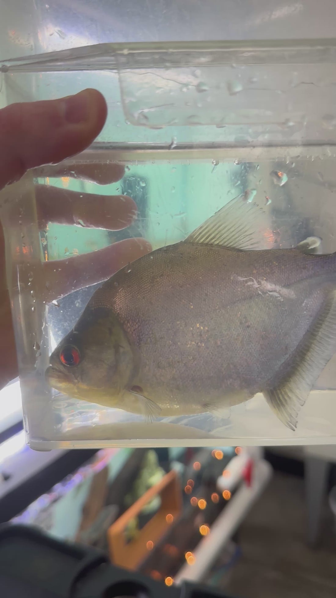 Diamond Rhom Piranha (7”)