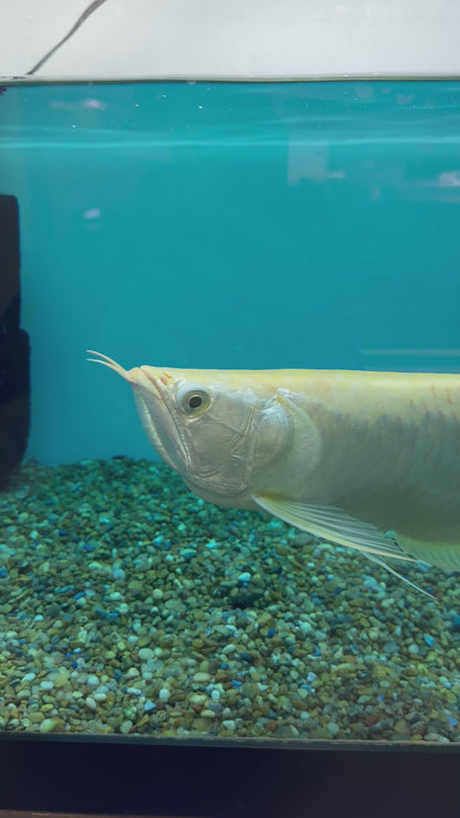 XL Albino Silver Arowana (15-16”)