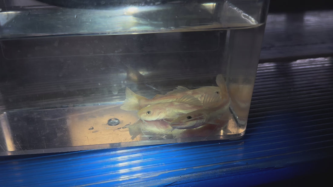 Phantom Redtail Catfish (2.5-3”)