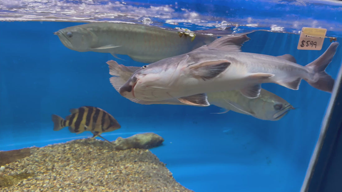 Jumbo Stormii Catfish (18”+)
