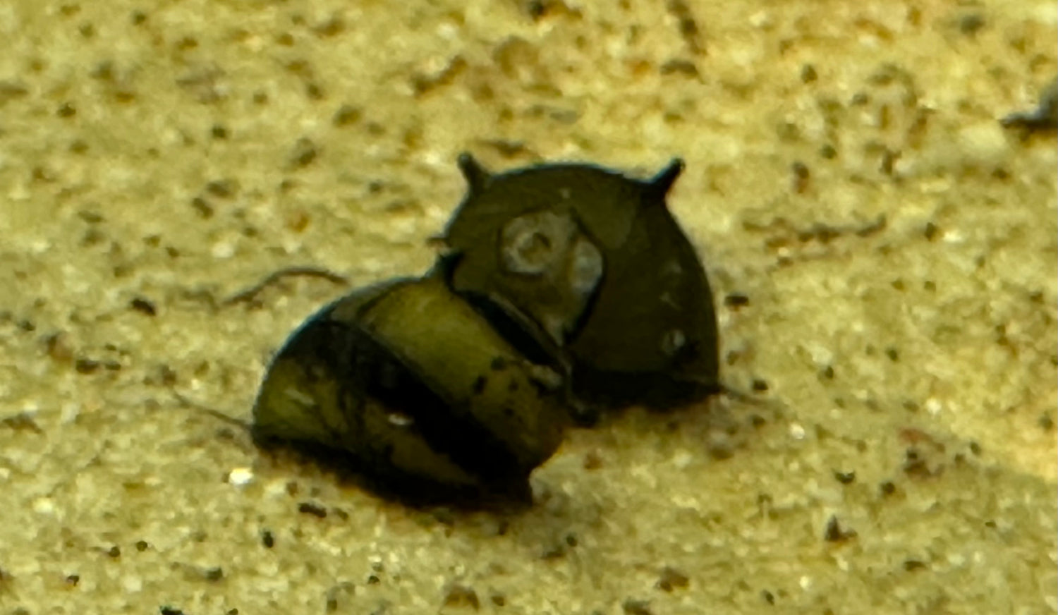 Black Horn Nerite Snail (.75-1”)