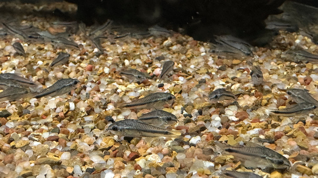 Pygmy Cory (.75-1”)