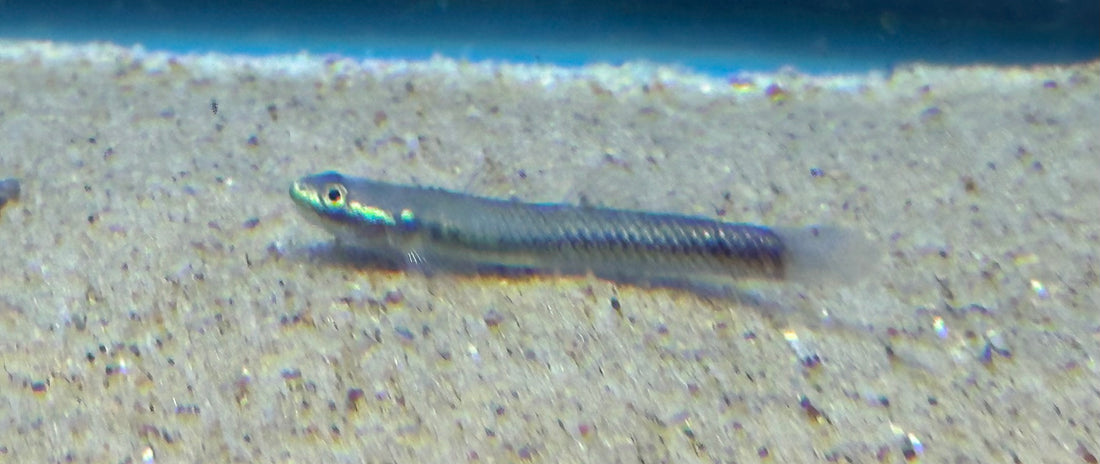 Blue Neon Goby (1.5”)
