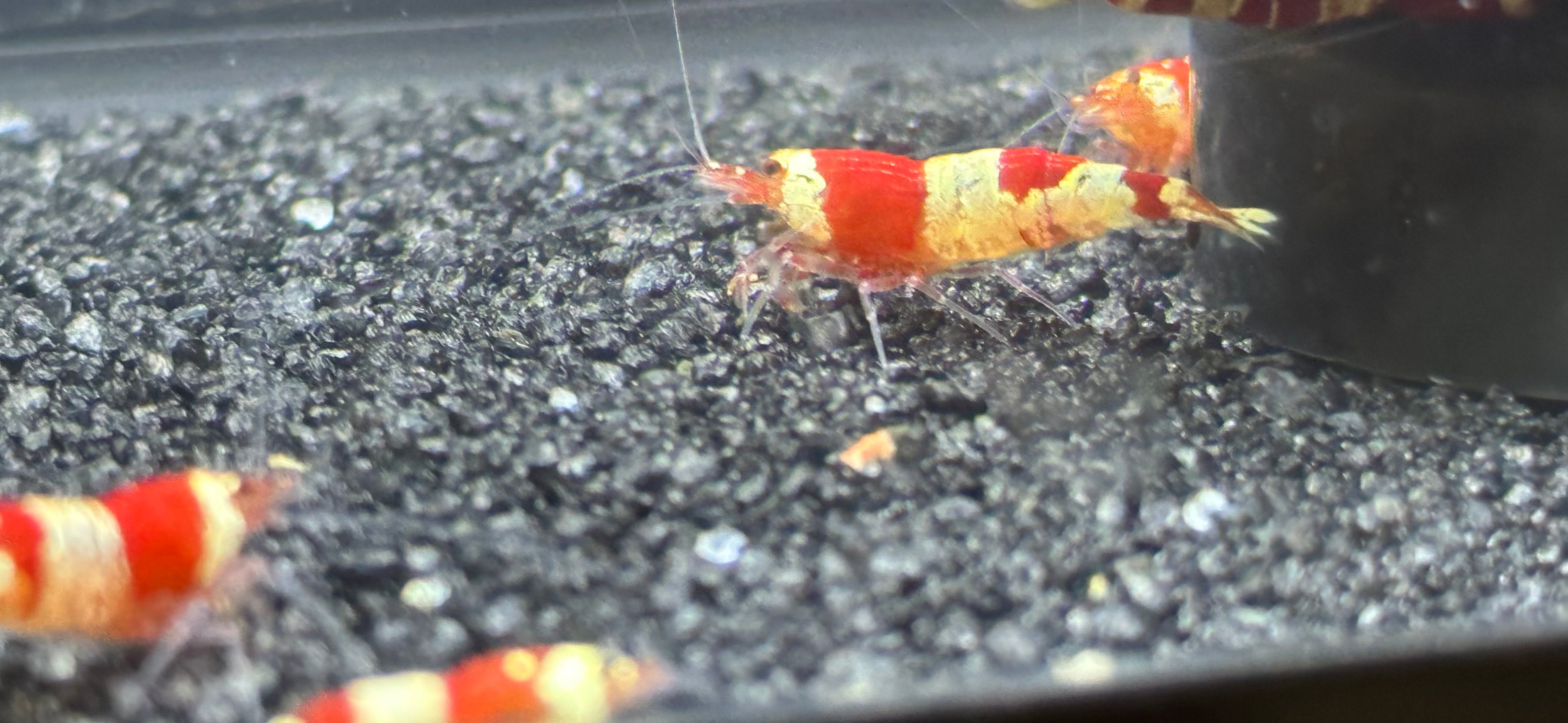 Crystal Red/Black Shrimp (.75-1”)