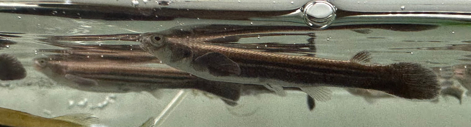 Anableps Four Eyed Fish (3.5”)