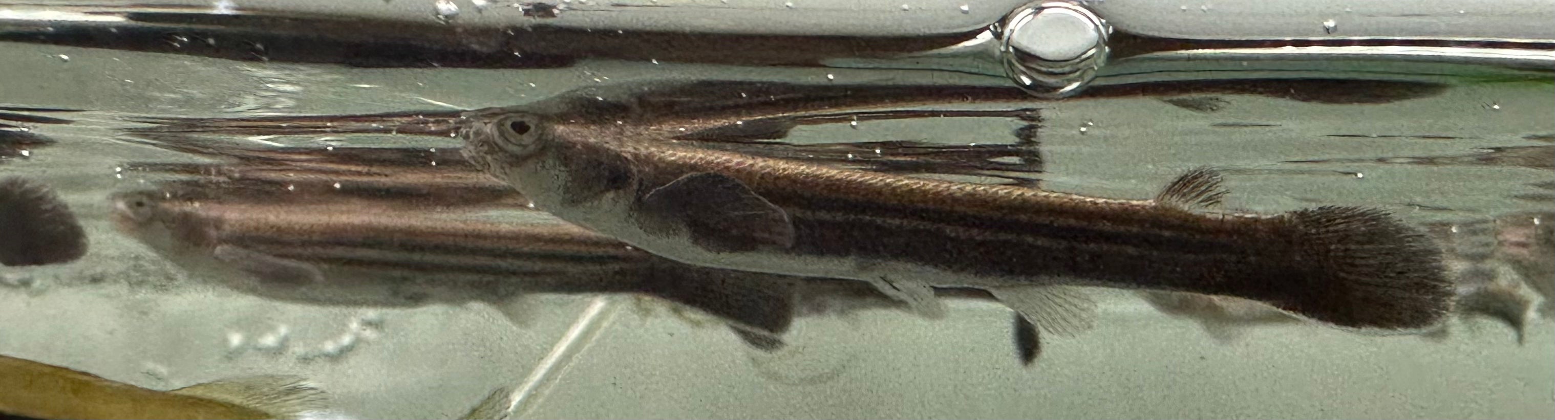 Anableps Four Eyed Fish (3.5”)