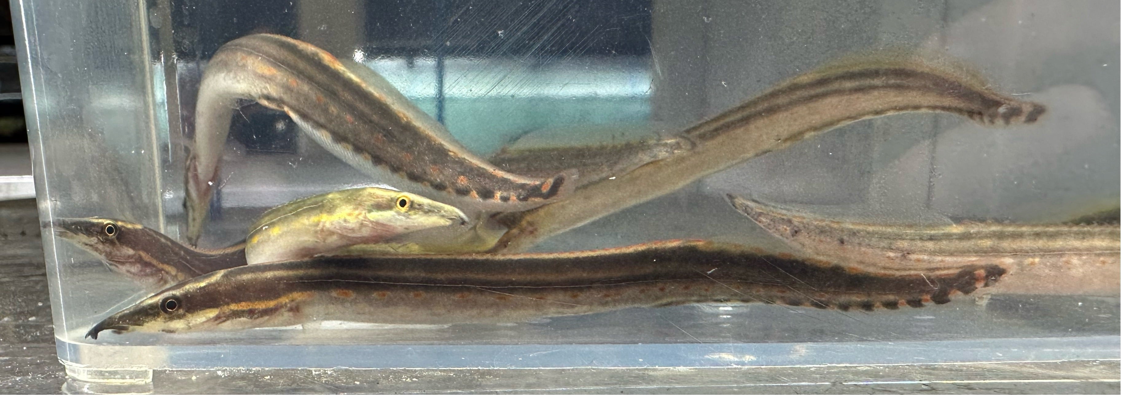 Baby Fire Eel (3.5”)