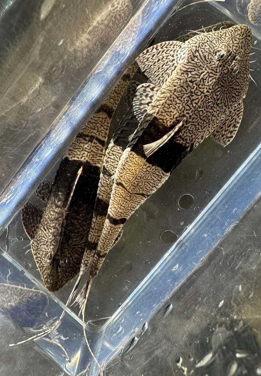 Chameleon Whiptail (5”)