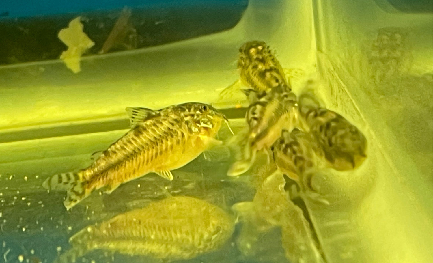 C125 Aspidoras Dwarf Cory (1.5”) - Global Fish Co.