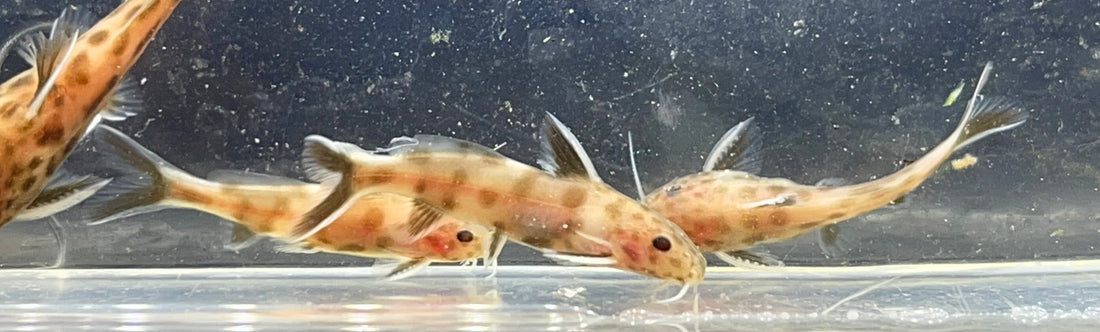 Pink Petricola Synodontis (1.25-1.5”)