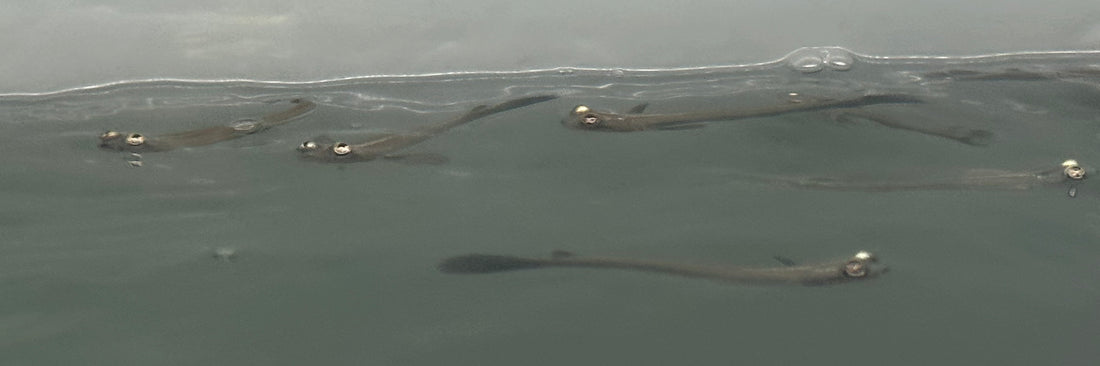 Anableps Four Eyed Fish (3.5”)