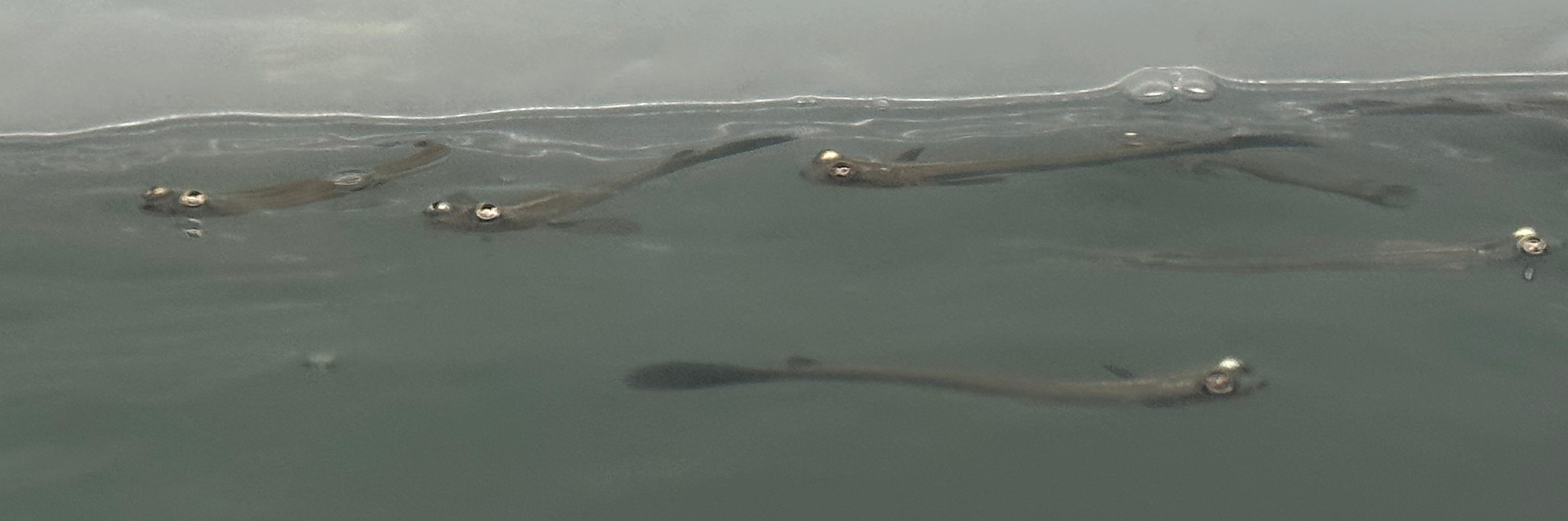 Anableps Four Eyed Fish (3.5”)