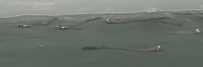 Anableps Four Eyed Fish (3.5”)