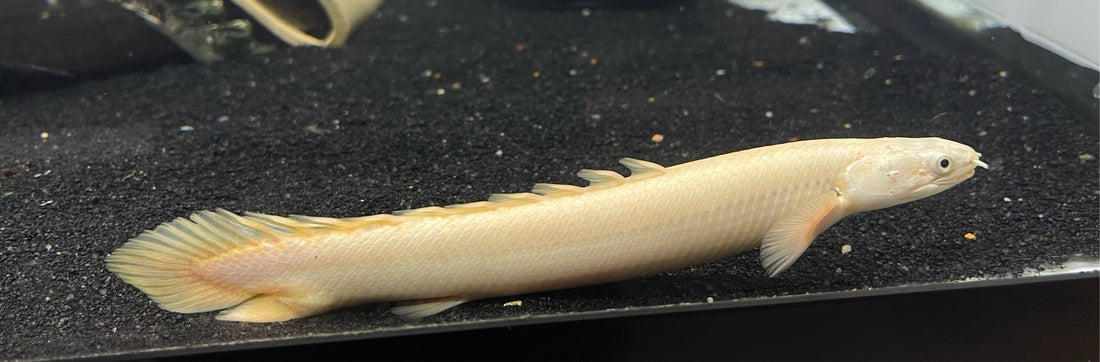 Platinum Senegal (7-7.5”)