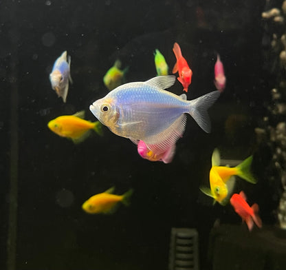 Glofish Tetra (1.5”)