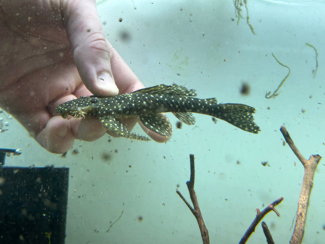 Pleco de cabeza plana L039 (4-4,5”)