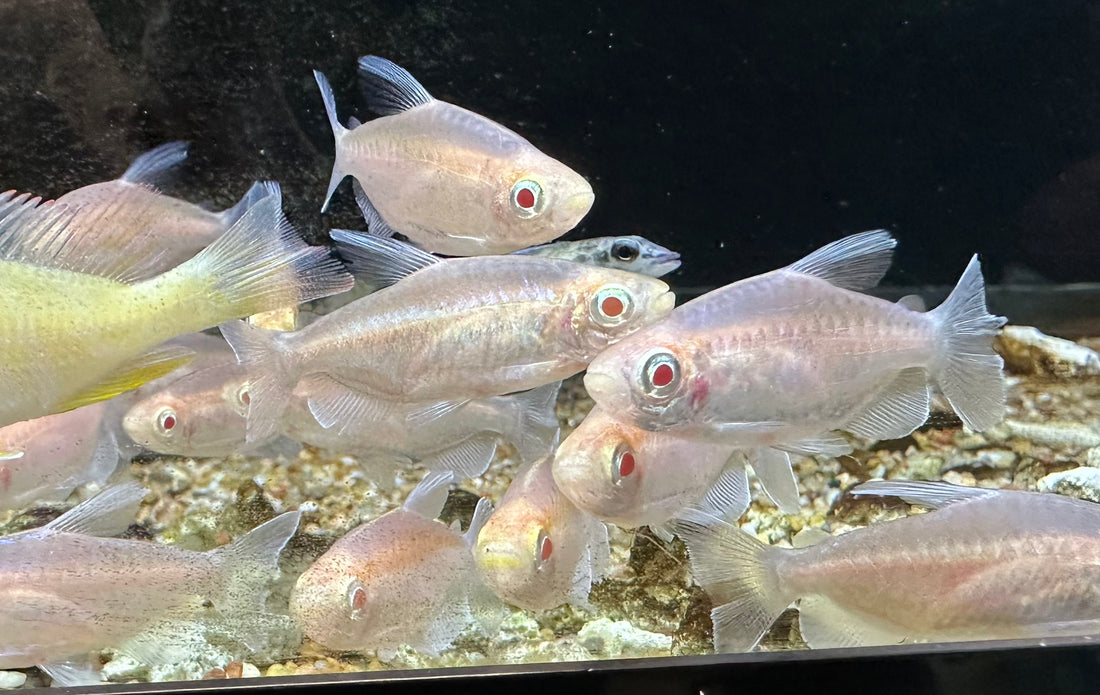 Tetra Congo Albino (1,25-1,5")
