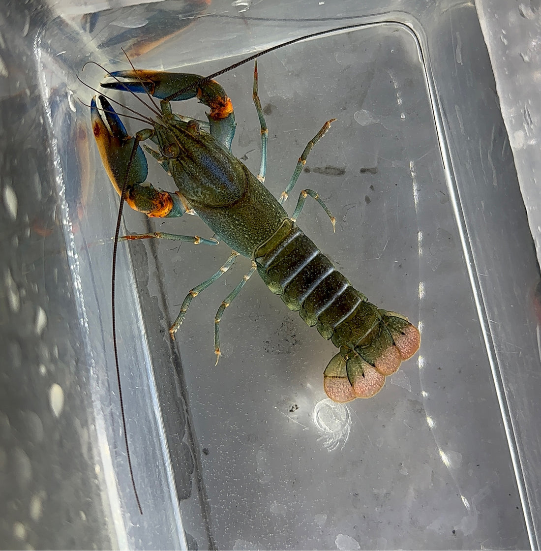 Blue Kong Crayfish (2.5-3”)