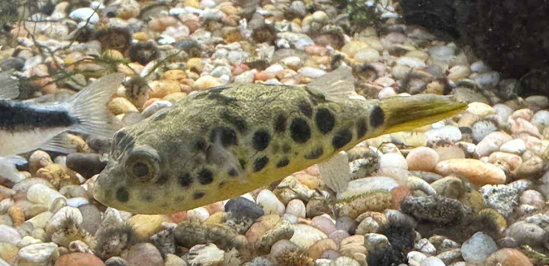 Spotted Congo Puffer (2.5”)